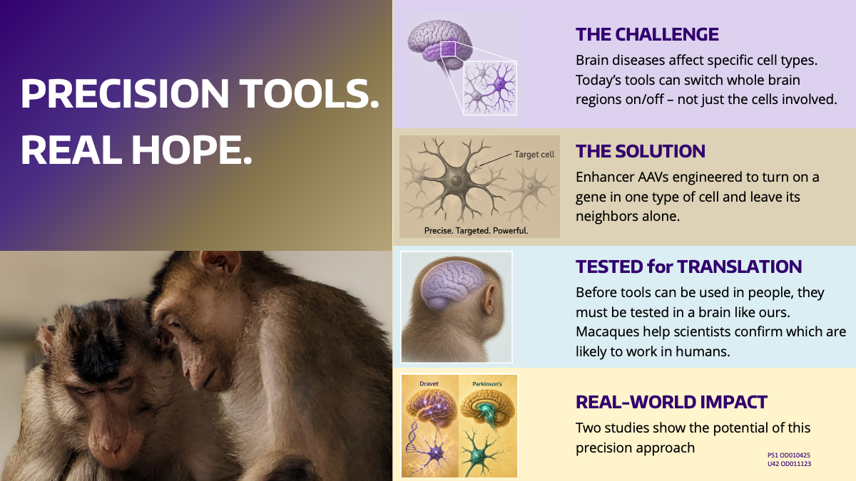 WaNBRC Research and the Future of Brain Disease Image