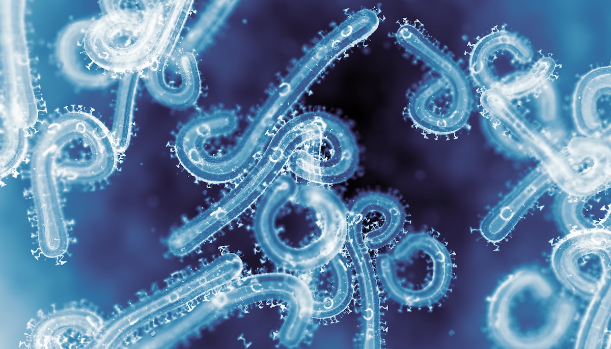 Texas Biomed and Island Pharmaceuticals collaborate to advance potential Marburg virus treatment Image