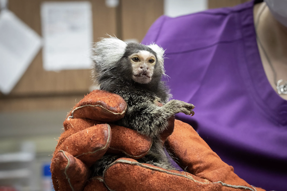 Meet the marshmallow-loving monkeys that contribute to longevity research Image